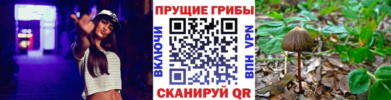 Галлюциногенные грибы Cubensis  закладки  Дмитровск 